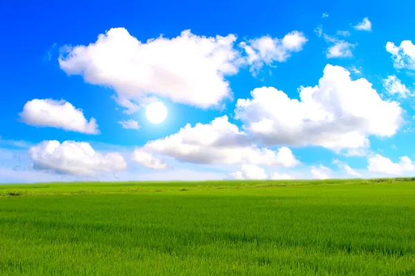 Risaia verde e cielo — Foto Stock