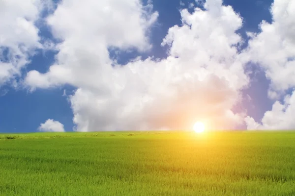 Arroz verde y cielo — Foto de Stock