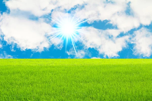 绿色的稻田和天空 — 图库照片