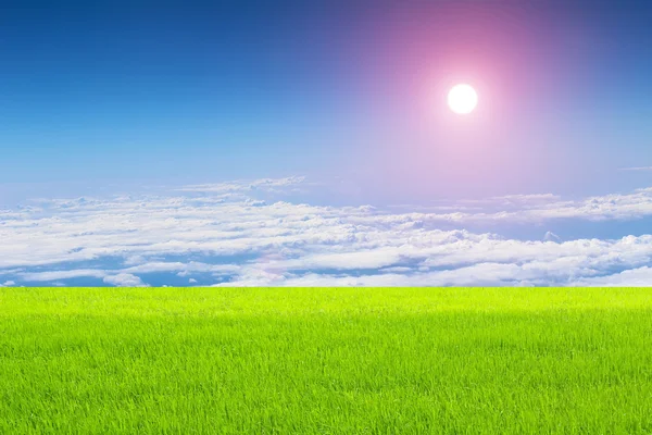 Arroz verde y cielo — Foto de Stock