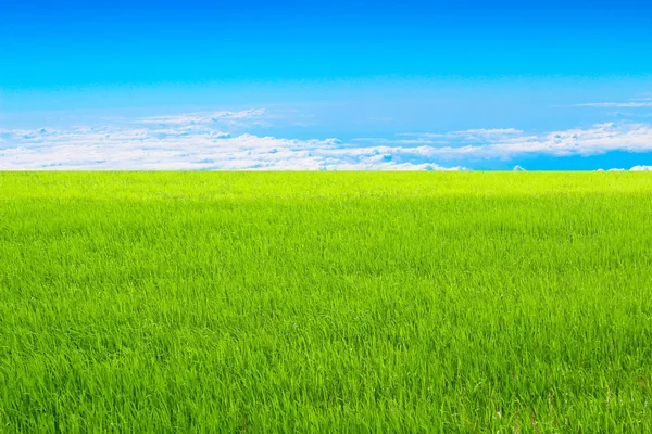 Arroz verde y cielo —  Fotos de Stock