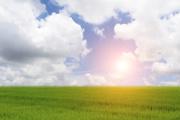 Risaia verde e cielo — Foto Stock