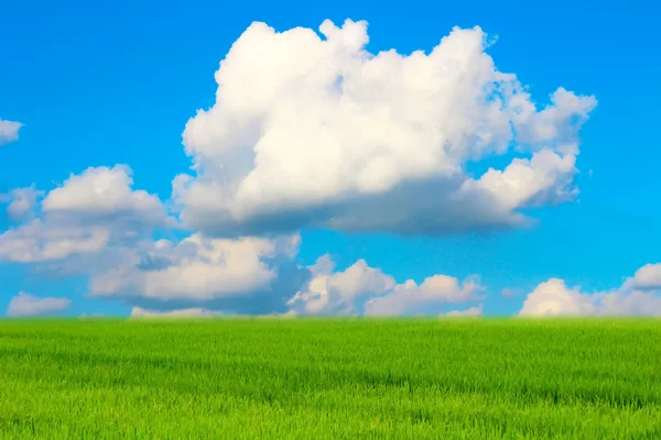 Risaia verde e cielo — Foto Stock