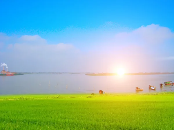 绿色的稻田和天空 — 图库照片