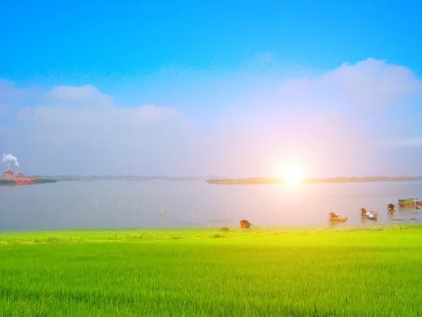 Arroz verde y cielo — Foto de Stock