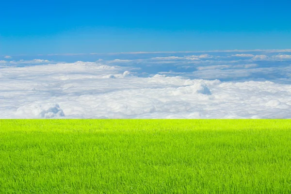 Risaia verde e cielo — Foto Stock