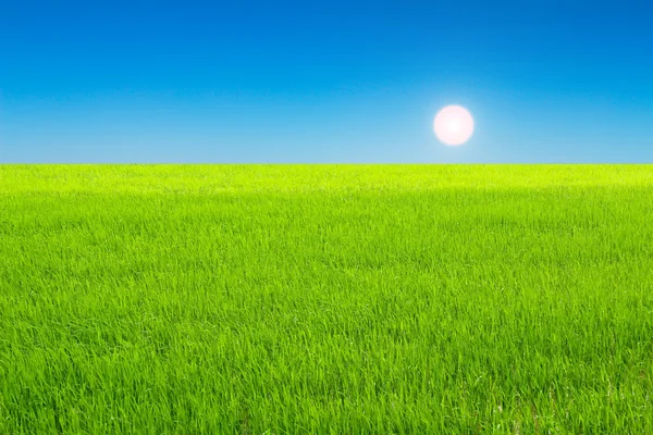 Risaia verde e cielo — Foto Stock