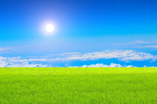 Arroz verde y cielo — Foto de Stock