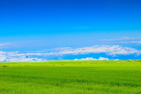 Green paddy and sky — Stock Photo, Image