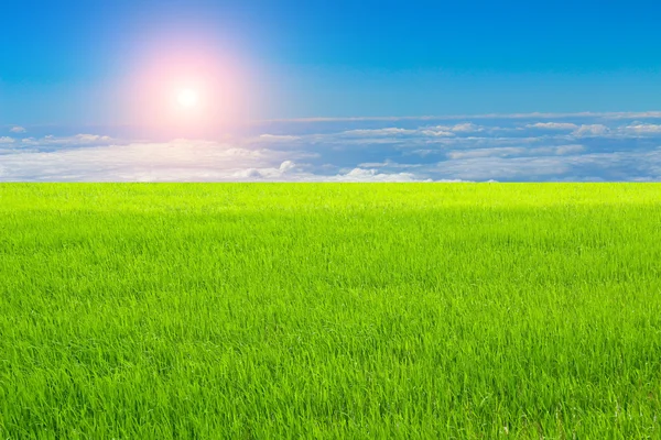 Groene padie en hemel — Stockfoto