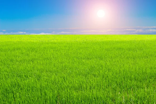 Risaia verde e cielo — Foto Stock