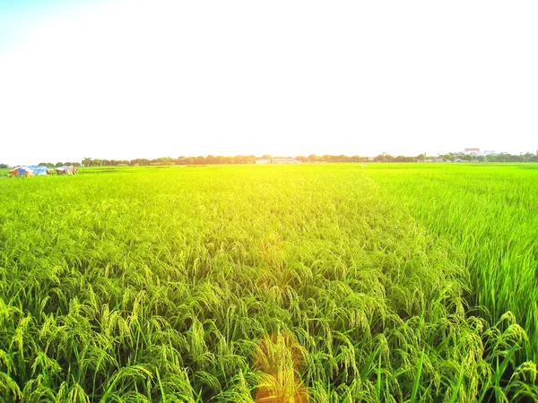 Reisfeld — Stockfoto