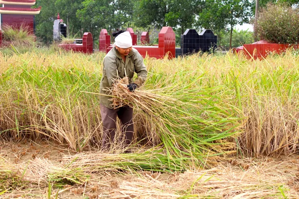 Mulher vietnamita agricultor colheita em um campo de arroz — Fotografia de Stock