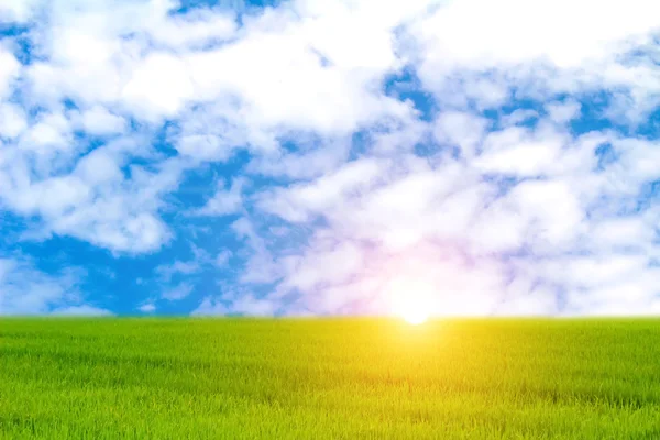 Зеленый сад и небо — стоковое фото
