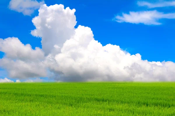 Зеленый сад и небо — стоковое фото