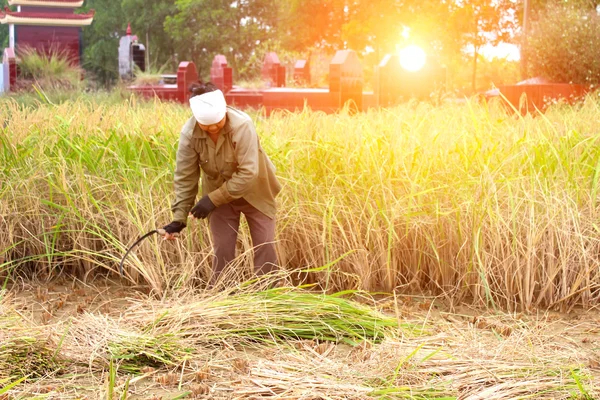 Vietnamese woman farmer harvest on a rice field — Stock Photo, Image