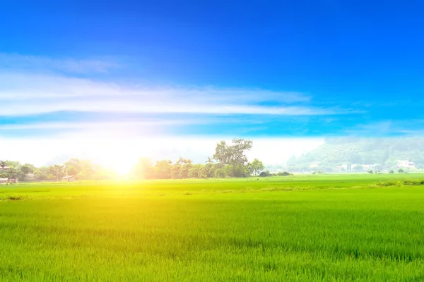 Arroz verde y cielo — Foto de Stock