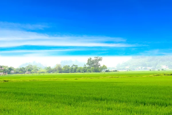 Gröna paddy och sky — Stockfoto