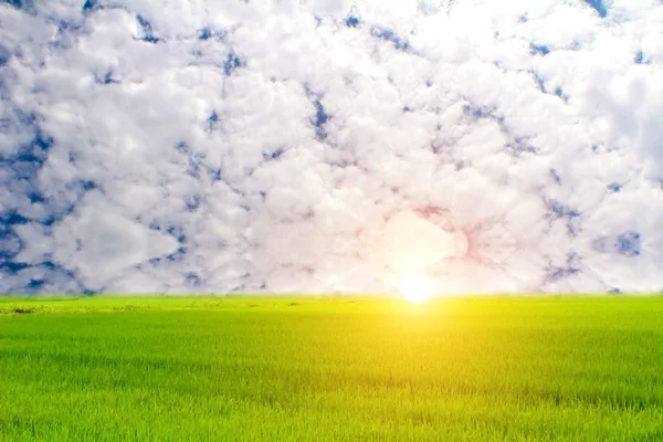 Risaia verde e cielo — Foto Stock