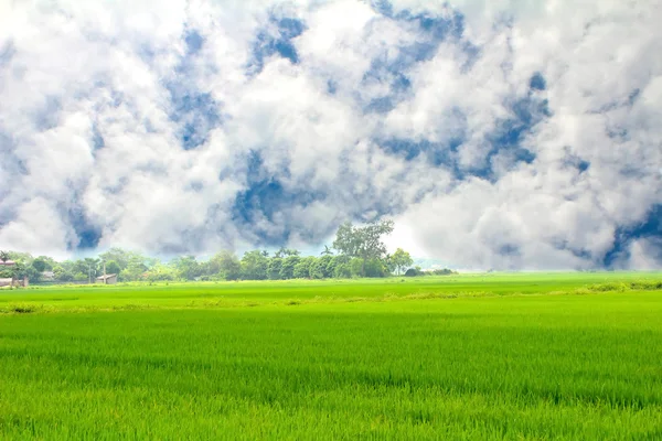 Paddy verde și cer — Fotografie, imagine de stoc