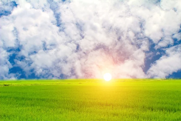 Arroz verde y cielo — Foto de Stock