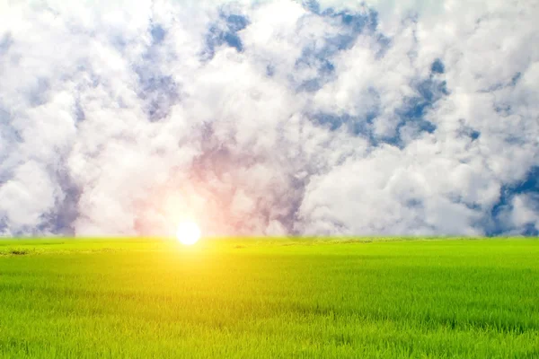 Groene padie en hemel — Stockfoto