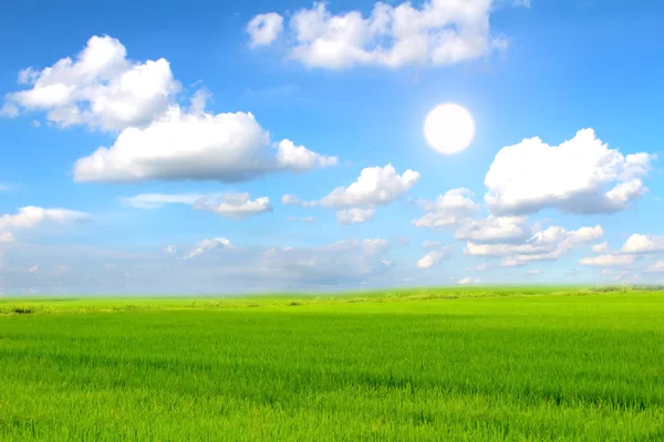 Campo de Paddy — Fotografia de Stock