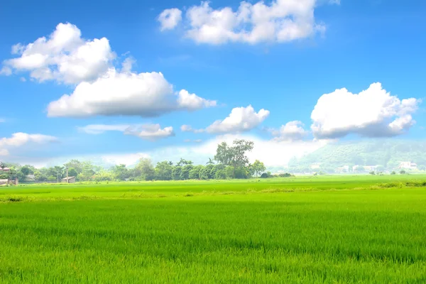 Campo de Paddy — Fotografia de Stock