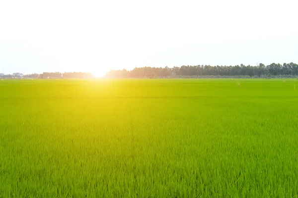 Campo di risaia — Foto Stock