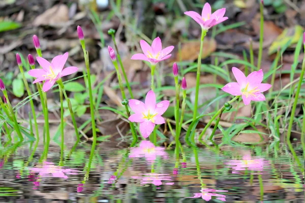 Rosa blommor blommar — Stockfoto