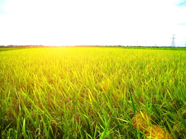 Campo de Paddy — Fotografia de Stock