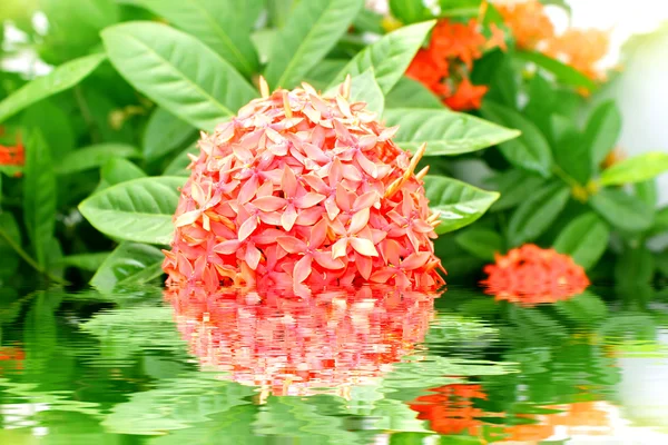 Flor roja — Foto de Stock