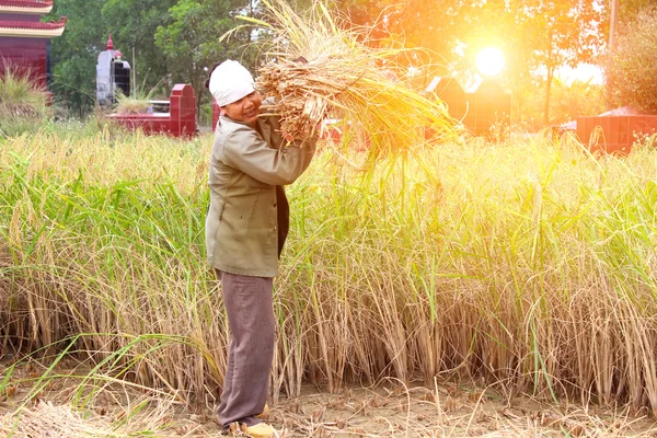 Mulher vietnamita agricultor colheita em um campo de arroz — Fotografia de Stock