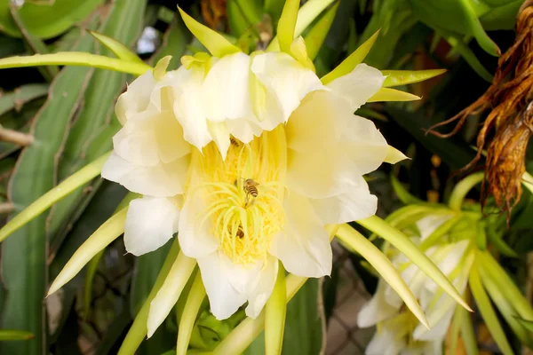 Drachenblume — Stockfoto