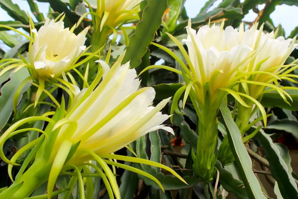 Drachenblume — Stockfoto