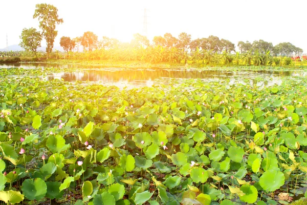 Lago de lótus — Fotografia de Stock