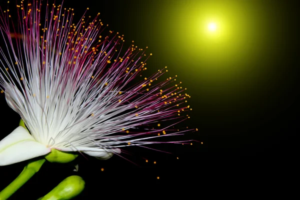 Flores púrpuras floreciendo en la noche — Foto de Stock