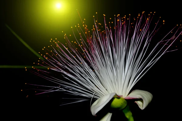 Paarse bloemen bloeien in de nacht — Stockfoto