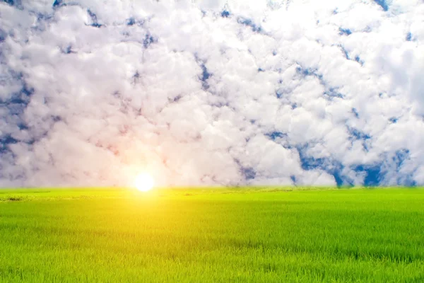 Arroz verde y cielo — Foto de Stock