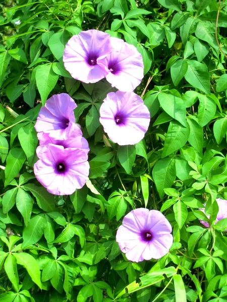 Violetti kukka — kuvapankkivalokuva