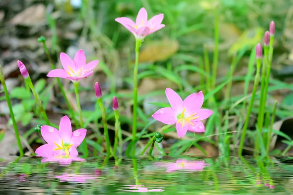 ピンクの花が咲く — ストック写真