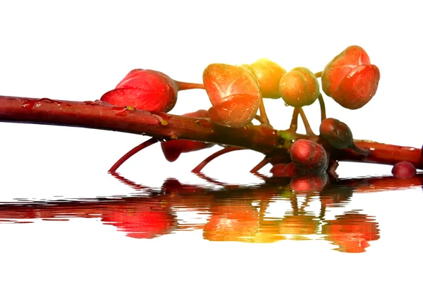 Červené květy izolované na bílém pozadí — Stock fotografie