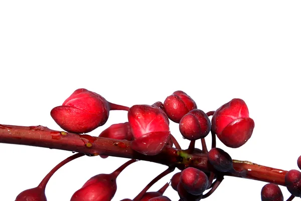 Červené květy izolované na bílém pozadí — Stock fotografie