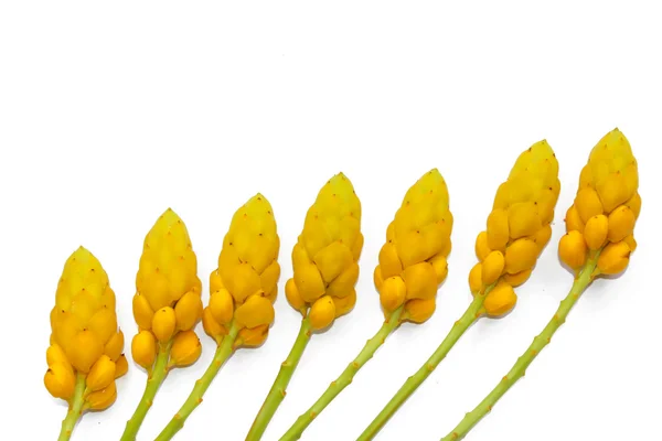 Flor amarilla —  Fotos de Stock