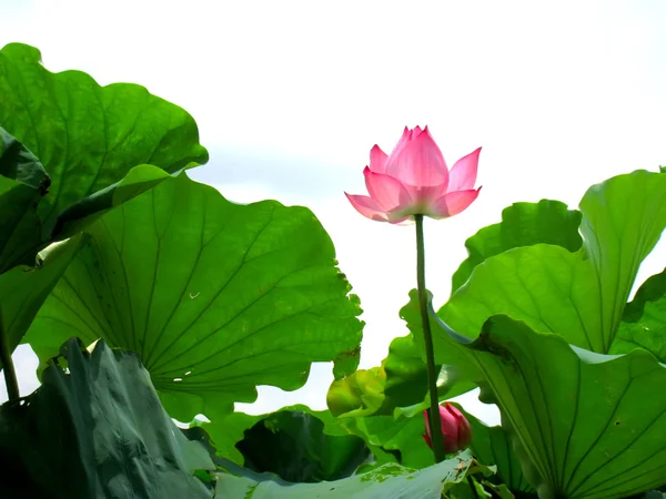 Étang Lotus — Photo