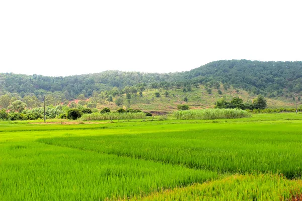 Campo de arroz —  Fotos de Stock