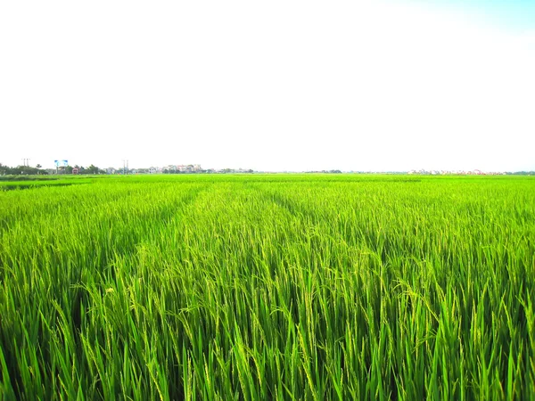 Pola ryżowe — Zdjęcie stockowe