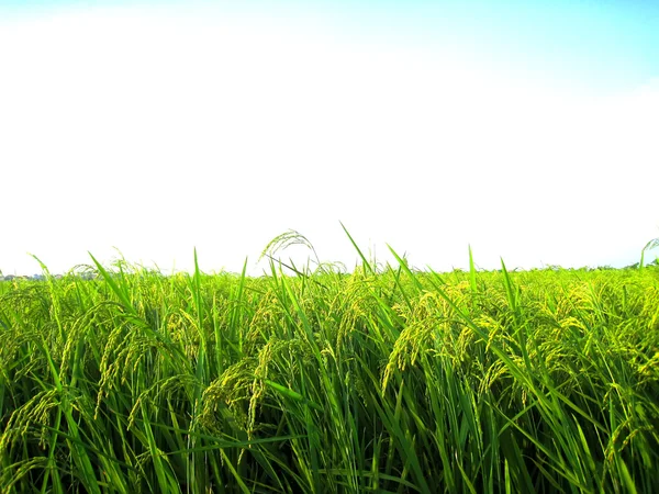 Campo de arroz — Foto de Stock