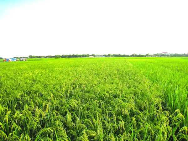 Campo de arroz —  Fotos de Stock