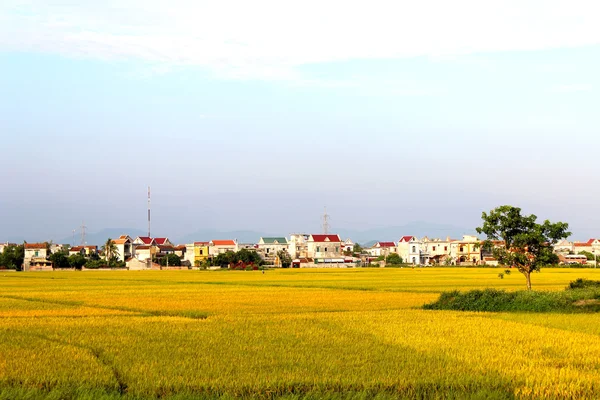 Reisfeld — Stockfoto